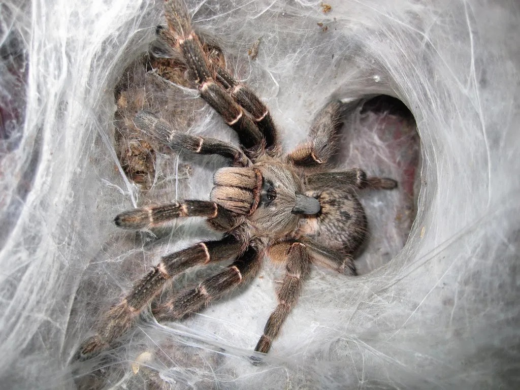 19440 tarantula morphs