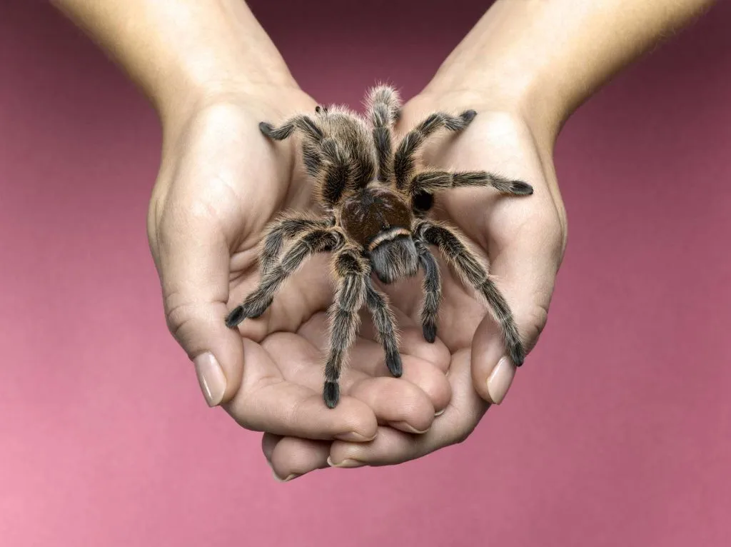 19440 tarantula origin