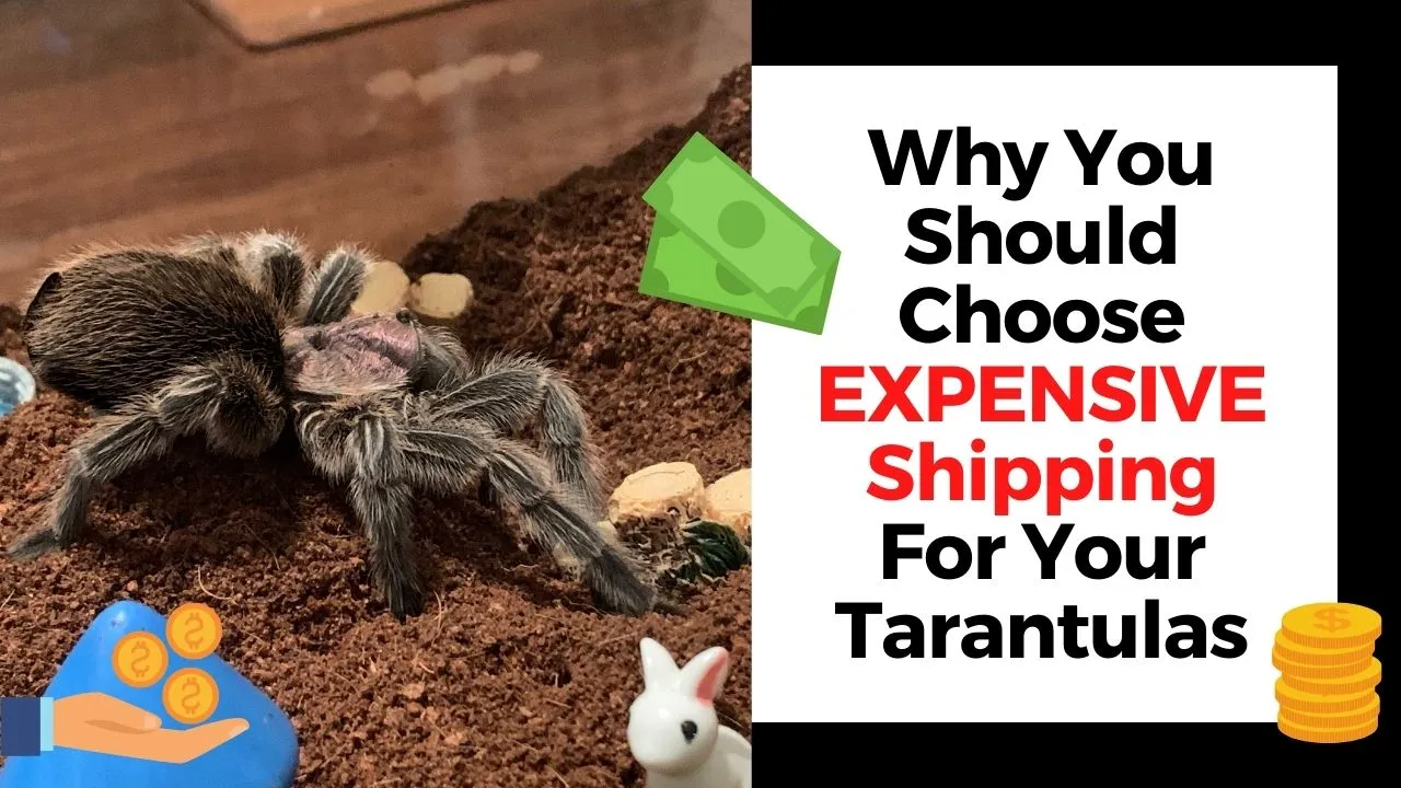 19440 tarantula size