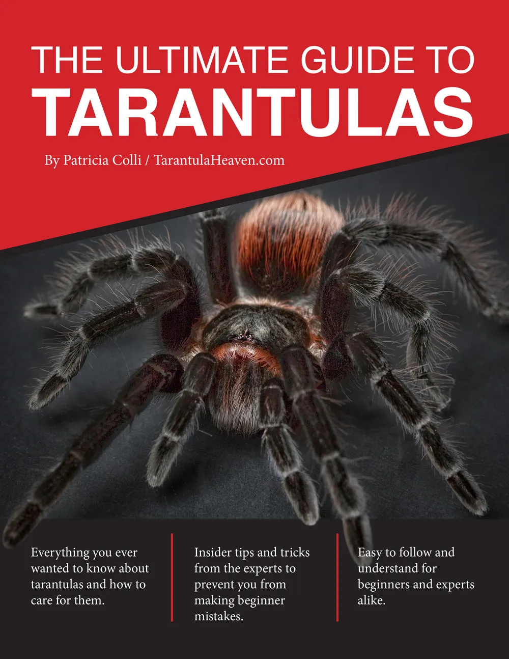 19441 tarantula catching approach