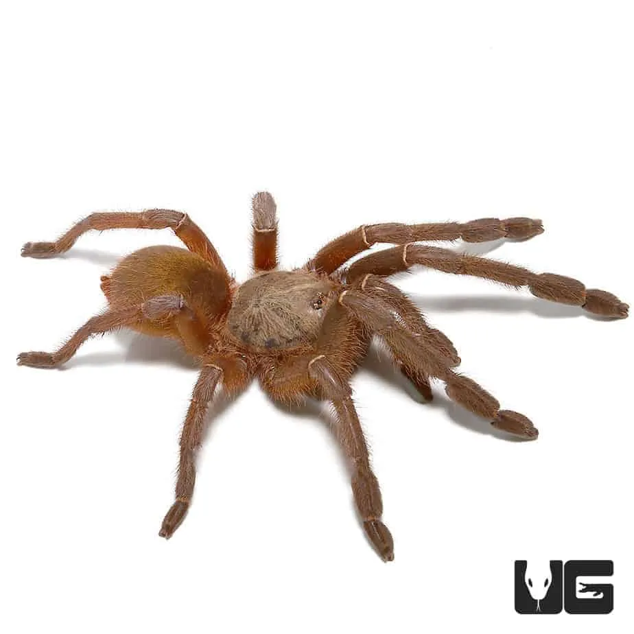 /img/19442-emerald-skeleton-tarantula-breeders.webp
