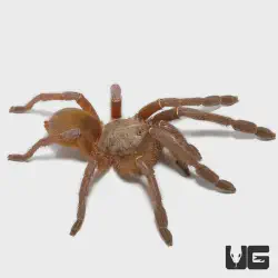 /img/19442-emerald-skeleton-tarantula-breeders.webp