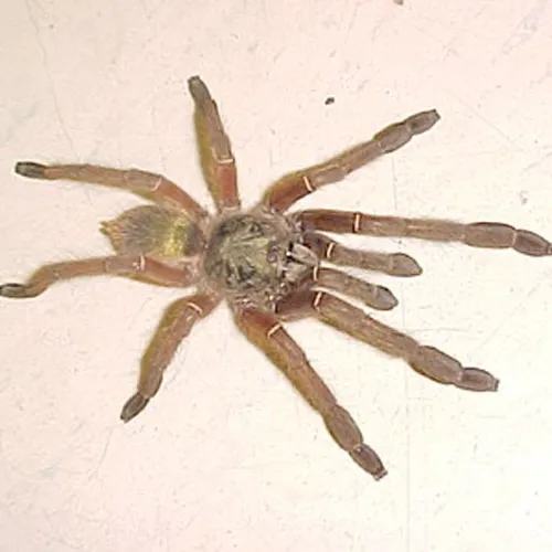 19442 emerald skeleton tarantula handling
