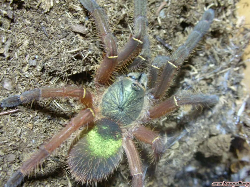 19442 emerald skeleton tarantula molting