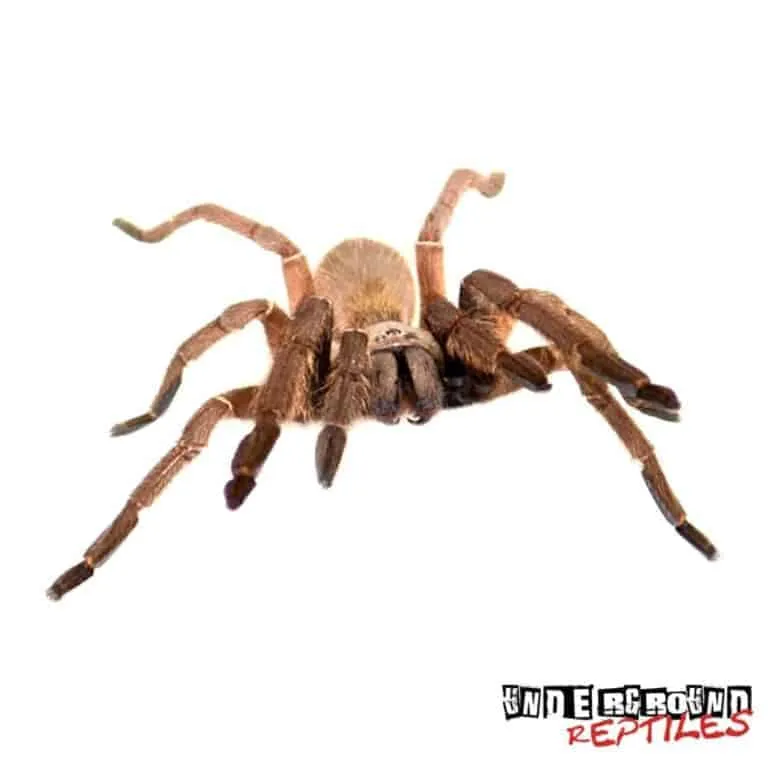 19442 emerald skeleton tarantula spiderling