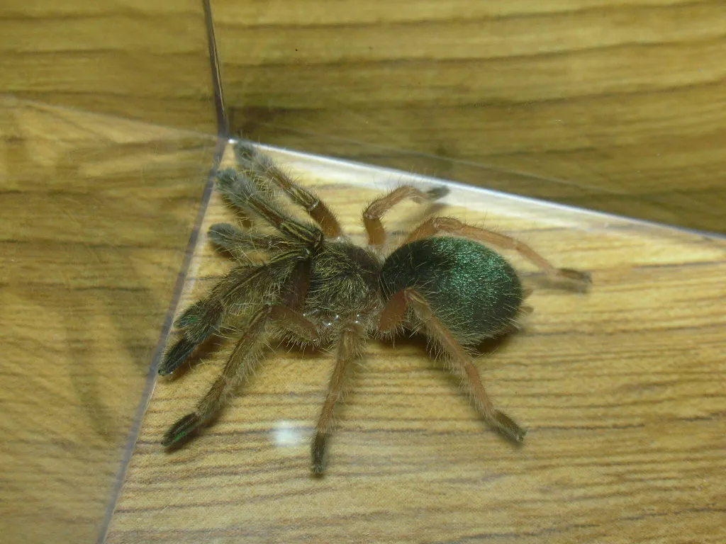 19442 emerald skeleton tarantula terrarium