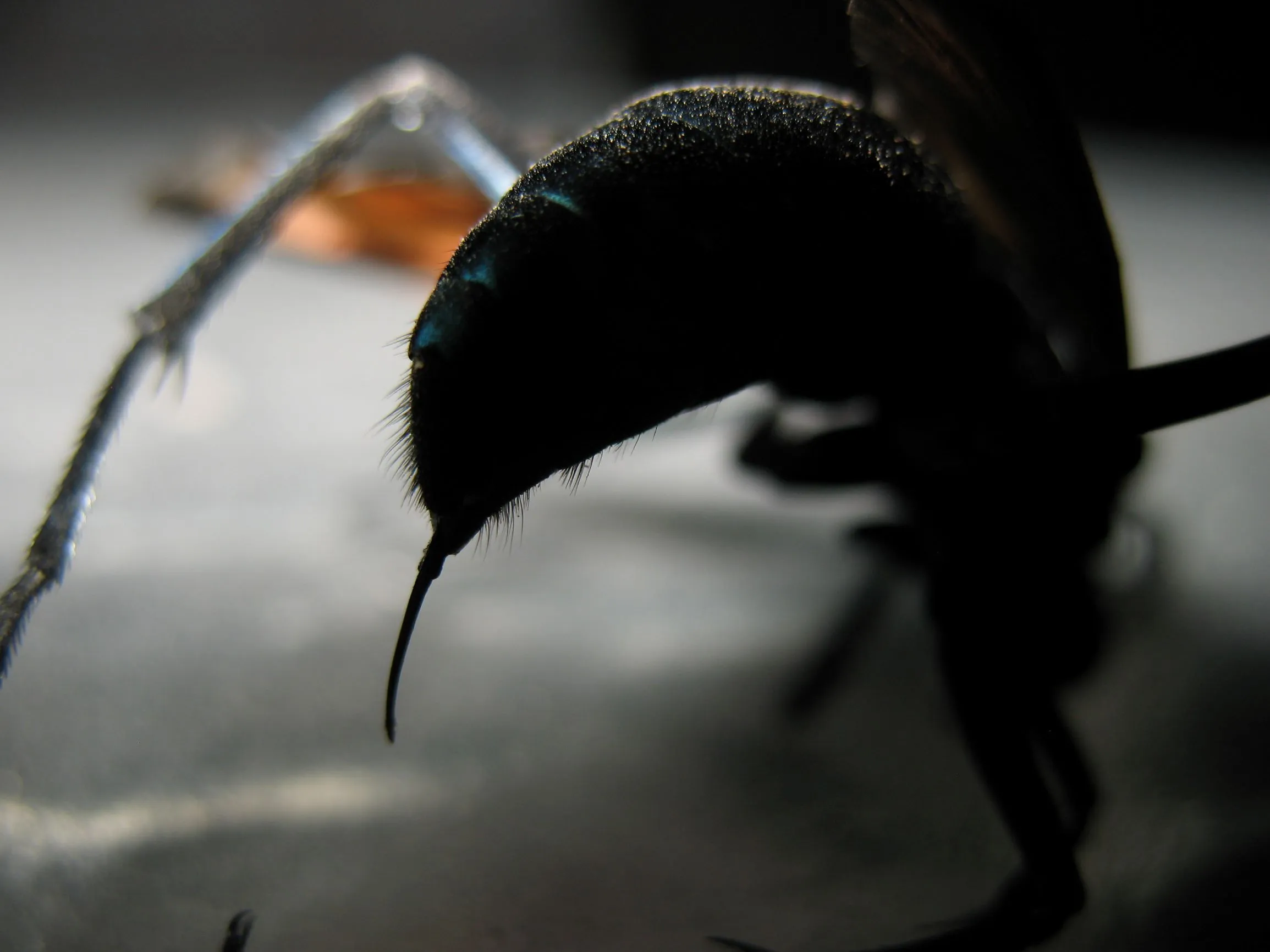 /img/19443-tarantula-hawk-abdomen.webp