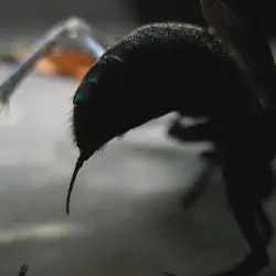 /img/19443-tarantula-hawk-abdomen.webp