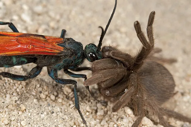 19443 tarantula hawk antennae