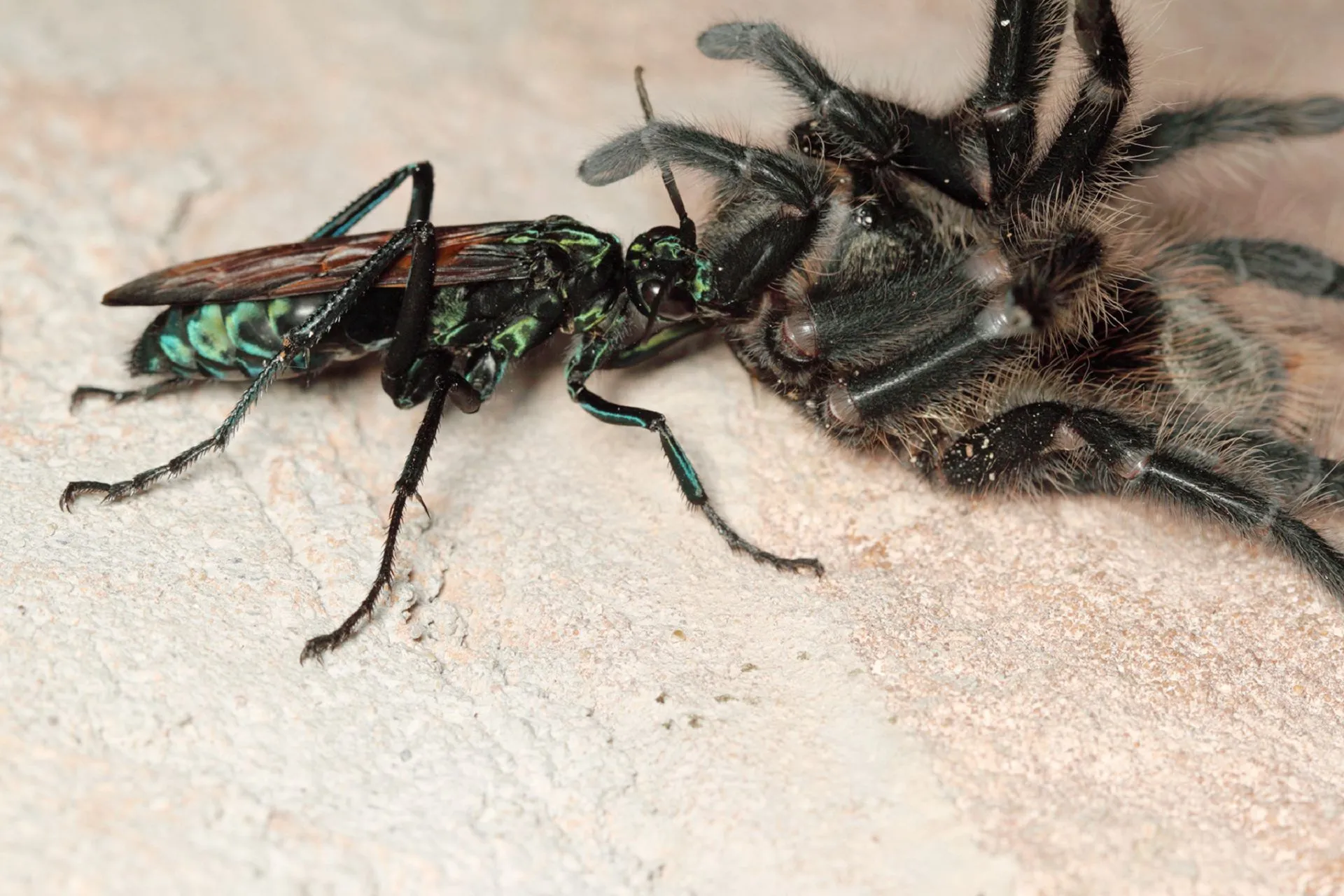 19443 tarantula hawk eyes