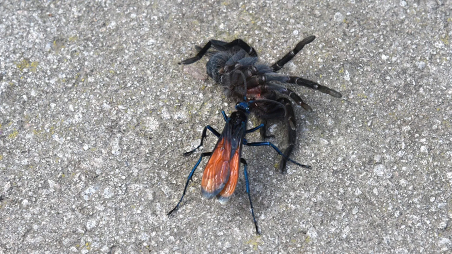 19443 tarantula hawk legs wings