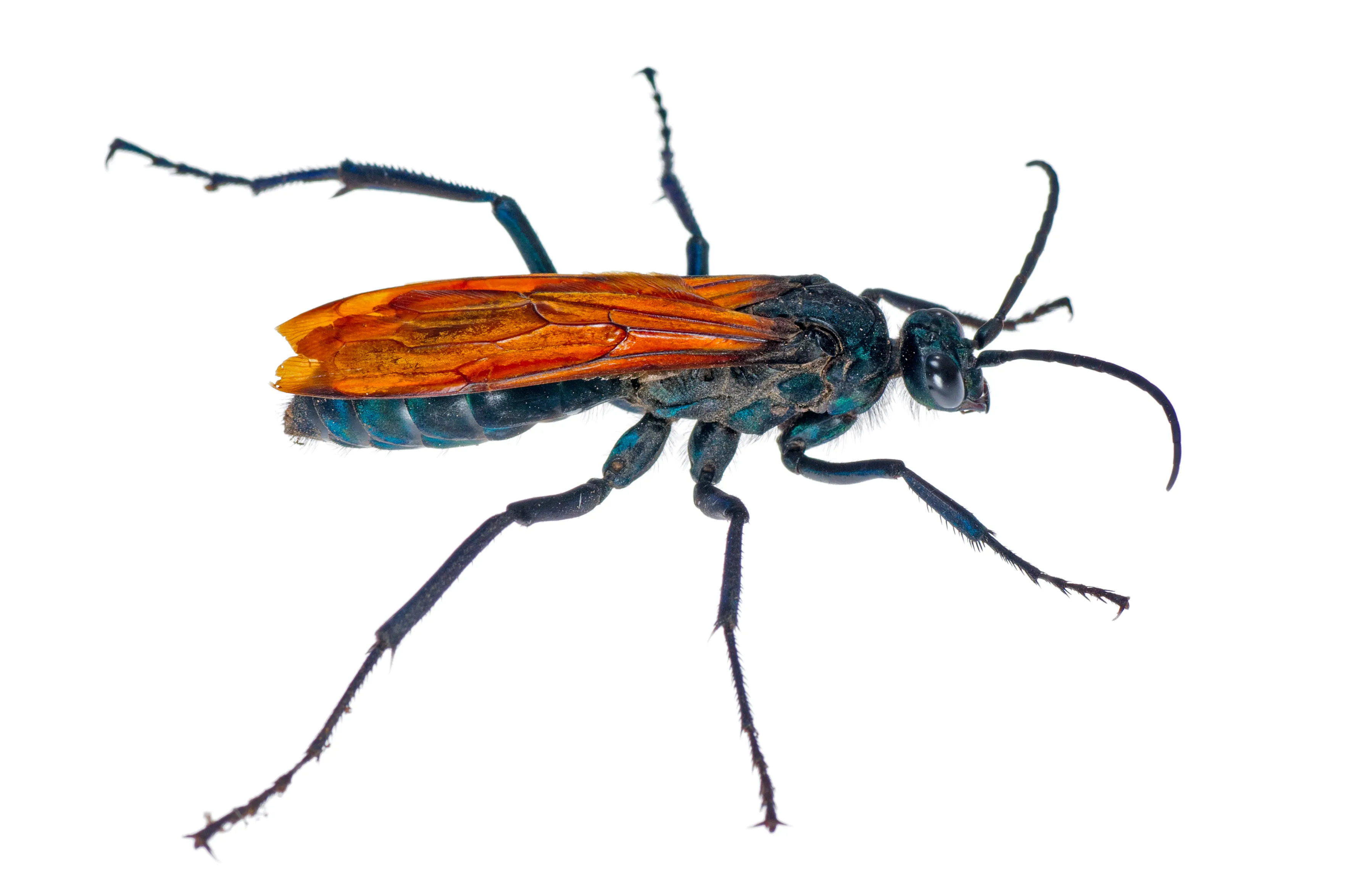 19443 tarantula hawk mandibles