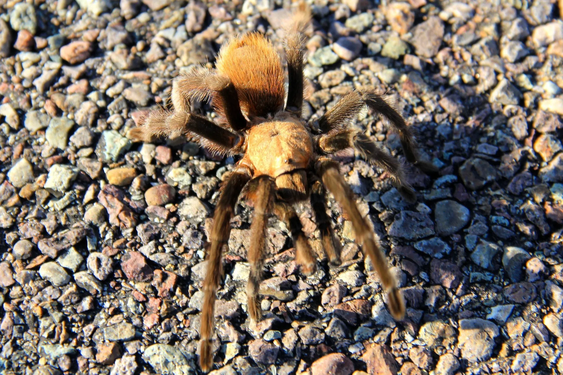 19444 tarantula ecosystem