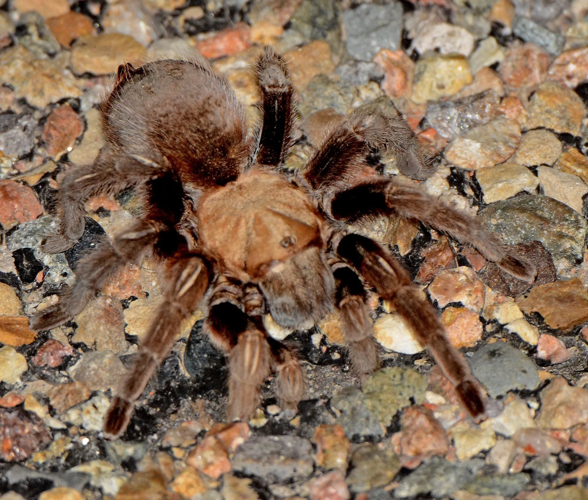 19444 tarantula mating season