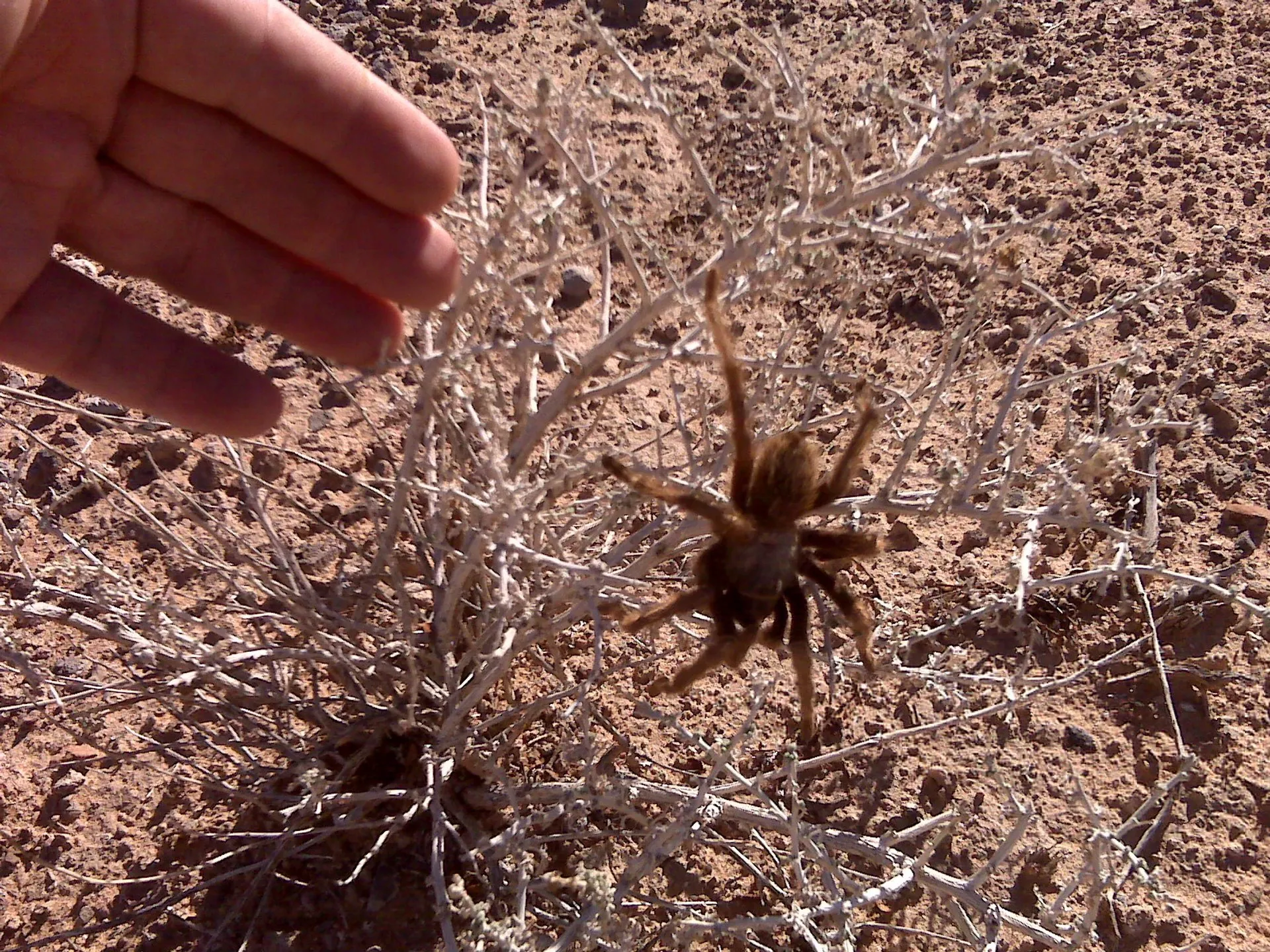 19444 yosemite tarantula conservation