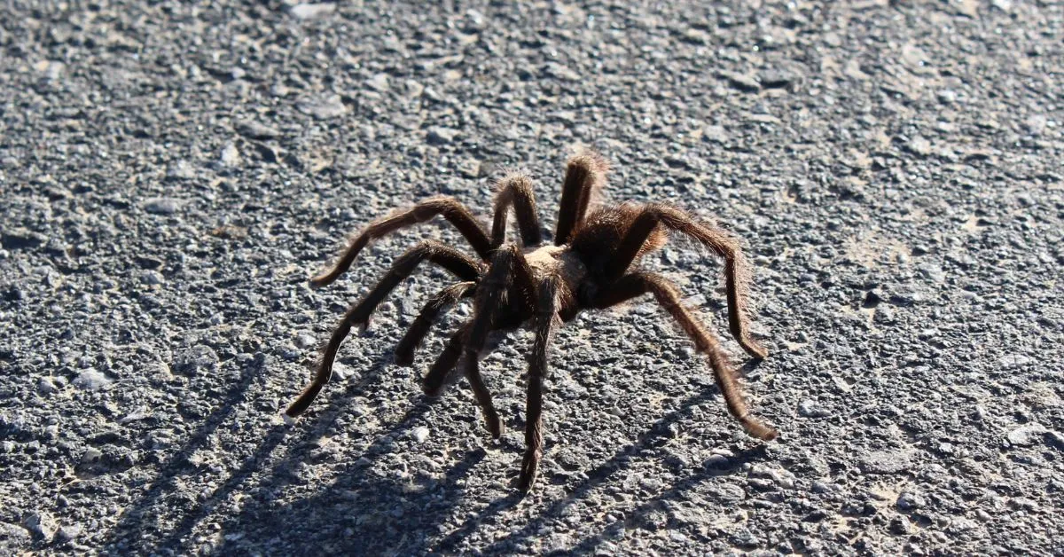 19444 yosemite tarantula migration overview