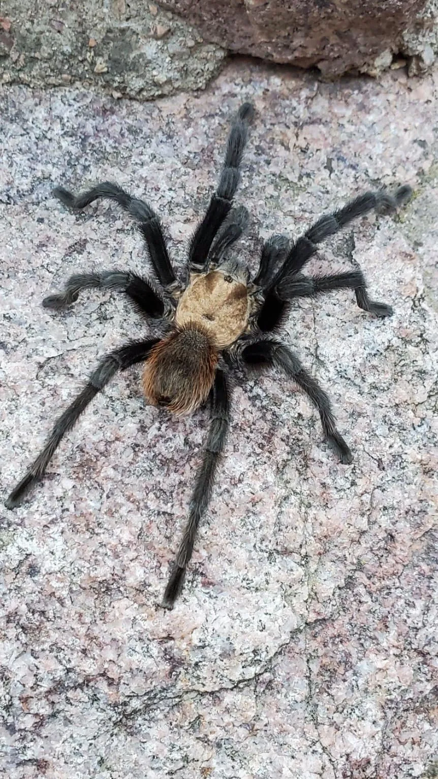19444 yosemite tarantula size