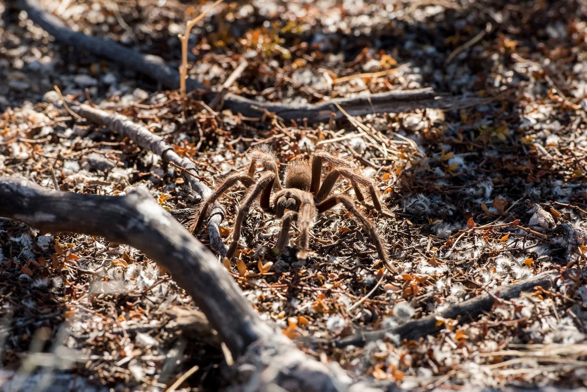 /img/19444-yosemite-tarantula-viewing.webp