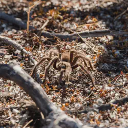 /img/19444-yosemite-tarantula-viewing.webp