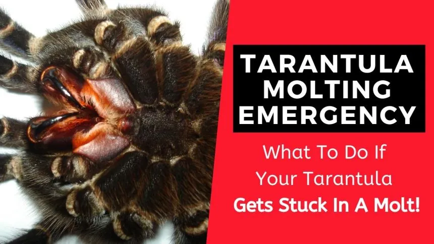 19446 tarantula difficulty shedding