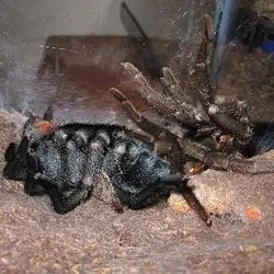 19446 tarantula leg loss