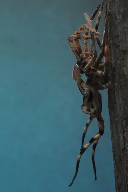 19446 tarantula molting process