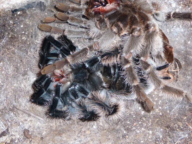 19446 tarantula shedding