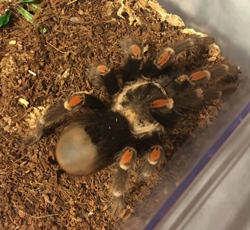 /img/19446-tarantula-substrate.webp