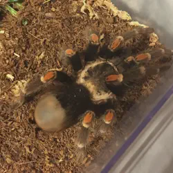 /img/19446-tarantula-substrate.webp
