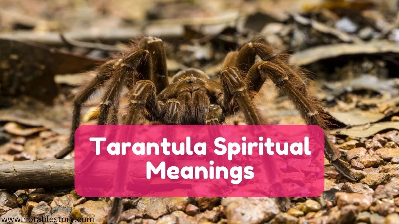 19447 black tarantula in nature