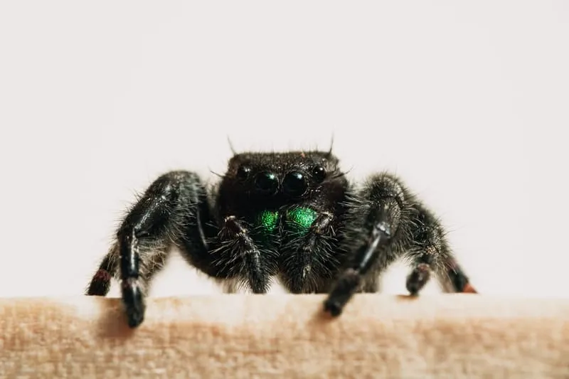 19447 meditation tarantula