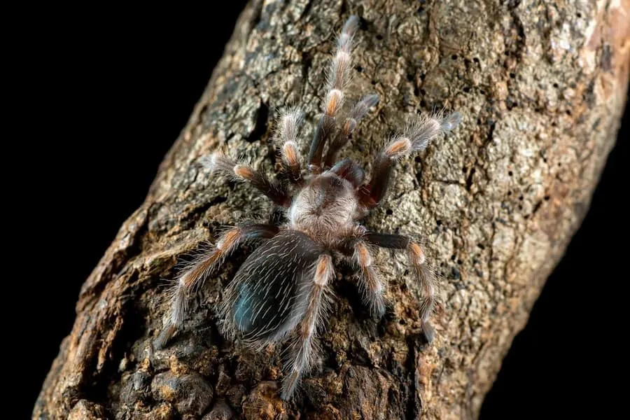 19447 tarantula close up