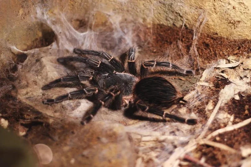 19447 tarantula spirit animal