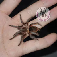 19448 membeli tarantula