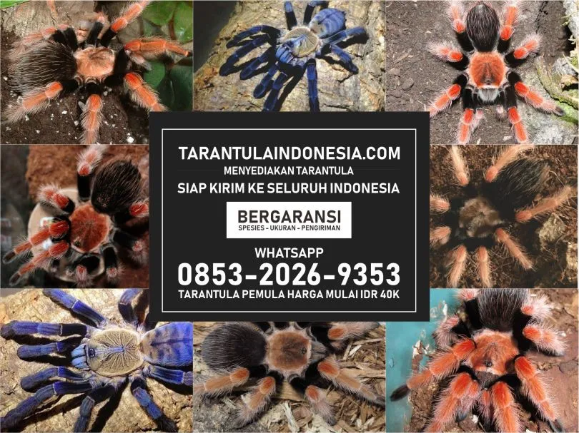 /img/19448-tarantula-beracun.webp