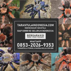 /img/19448-tarantula-beracun.webp