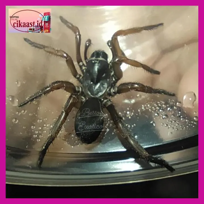 19448 tarantula makanan