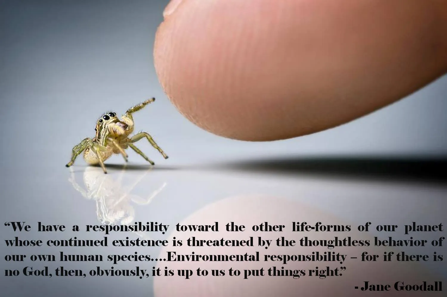 /img/19451-tarantula-culture.webp