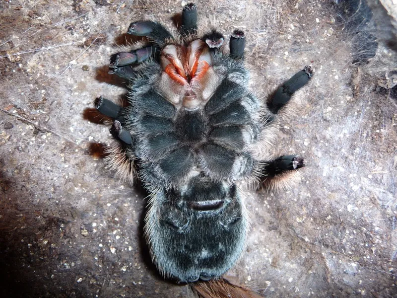 19452 lethargic tarantula