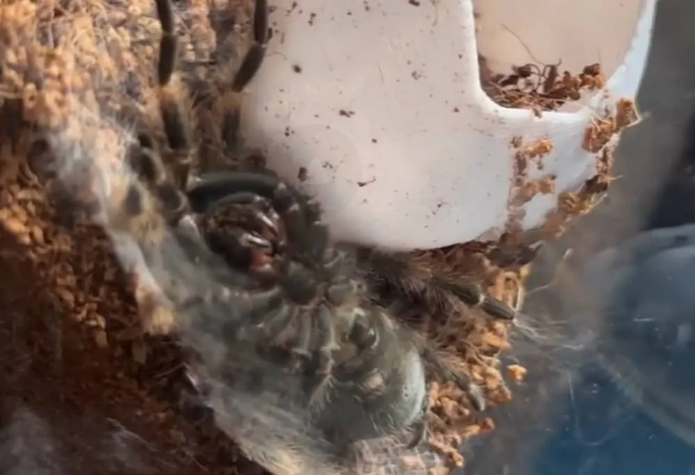 19452 post molt tarantula