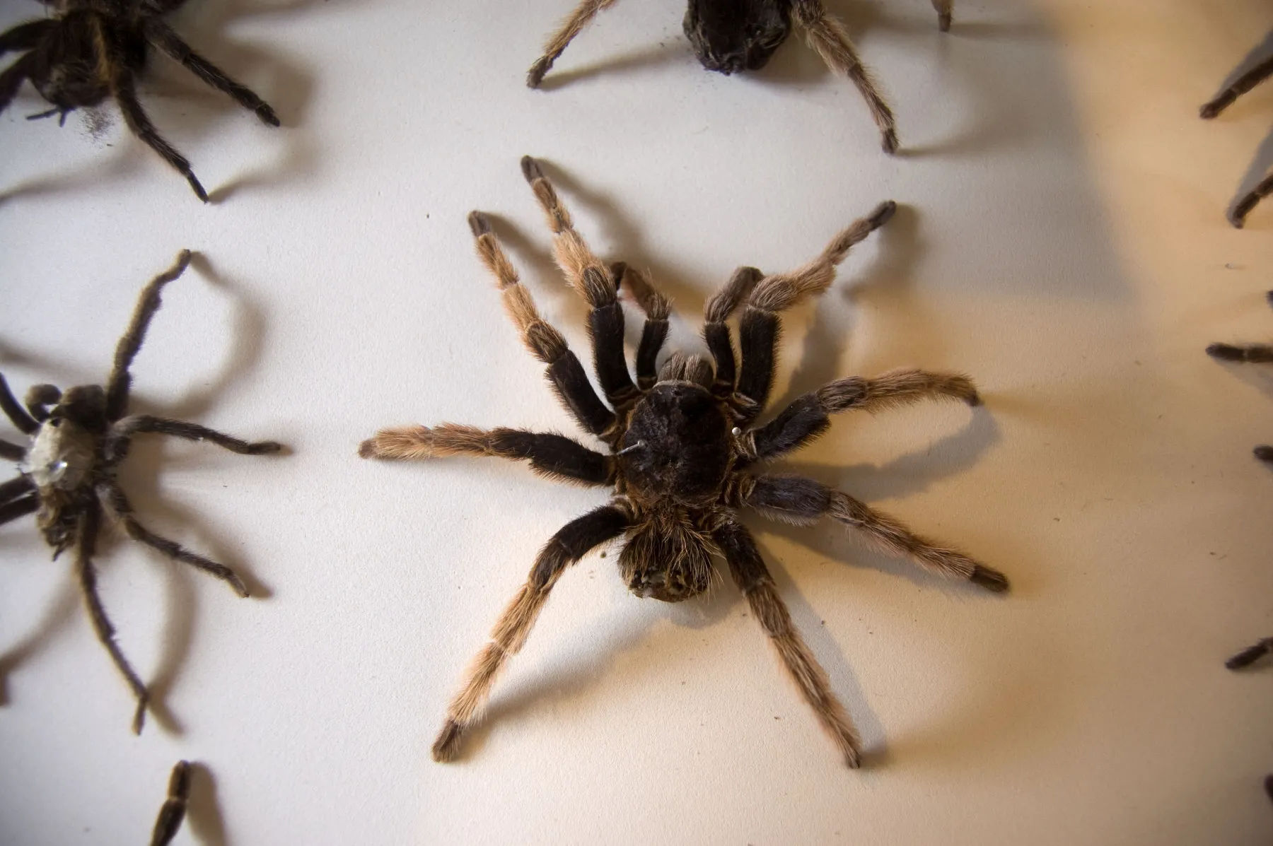 19453 tarantula calm approach