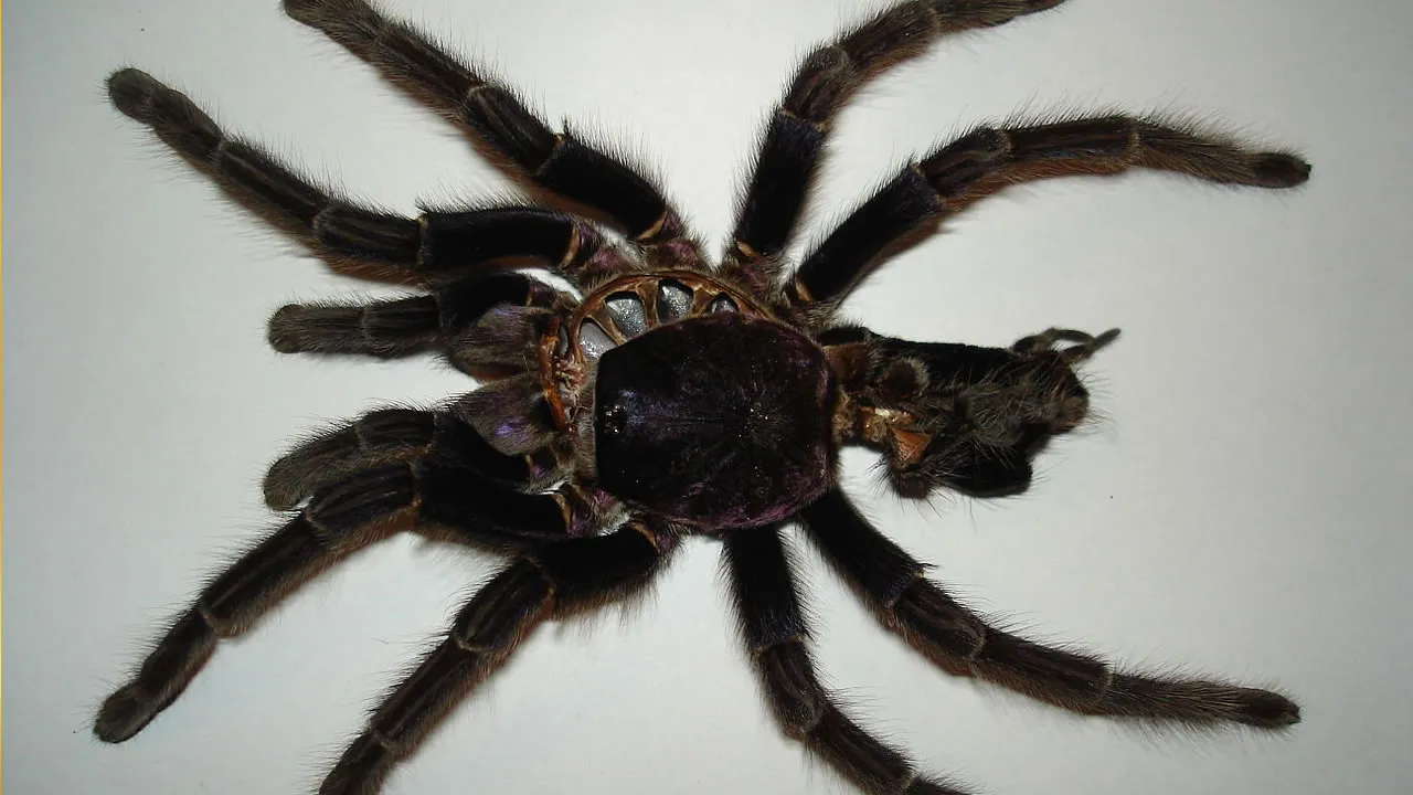 /img/19453-tarantula-safe-handling.webp