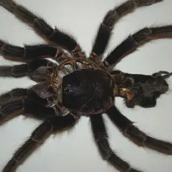 /img/19453-tarantula-safe-handling.webp