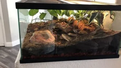 19454 enclosure 1 tarantula