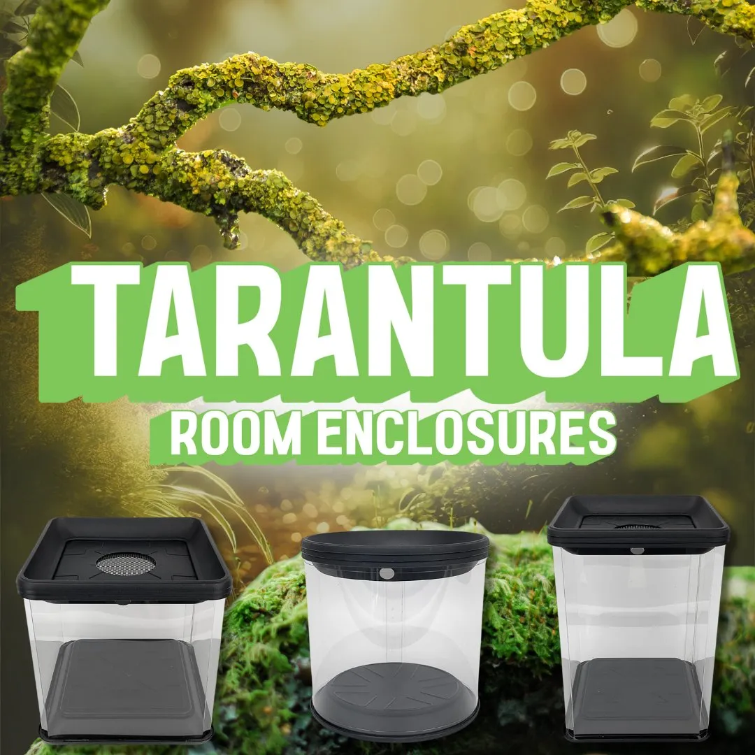 19454 enclosure 2 tarantula
