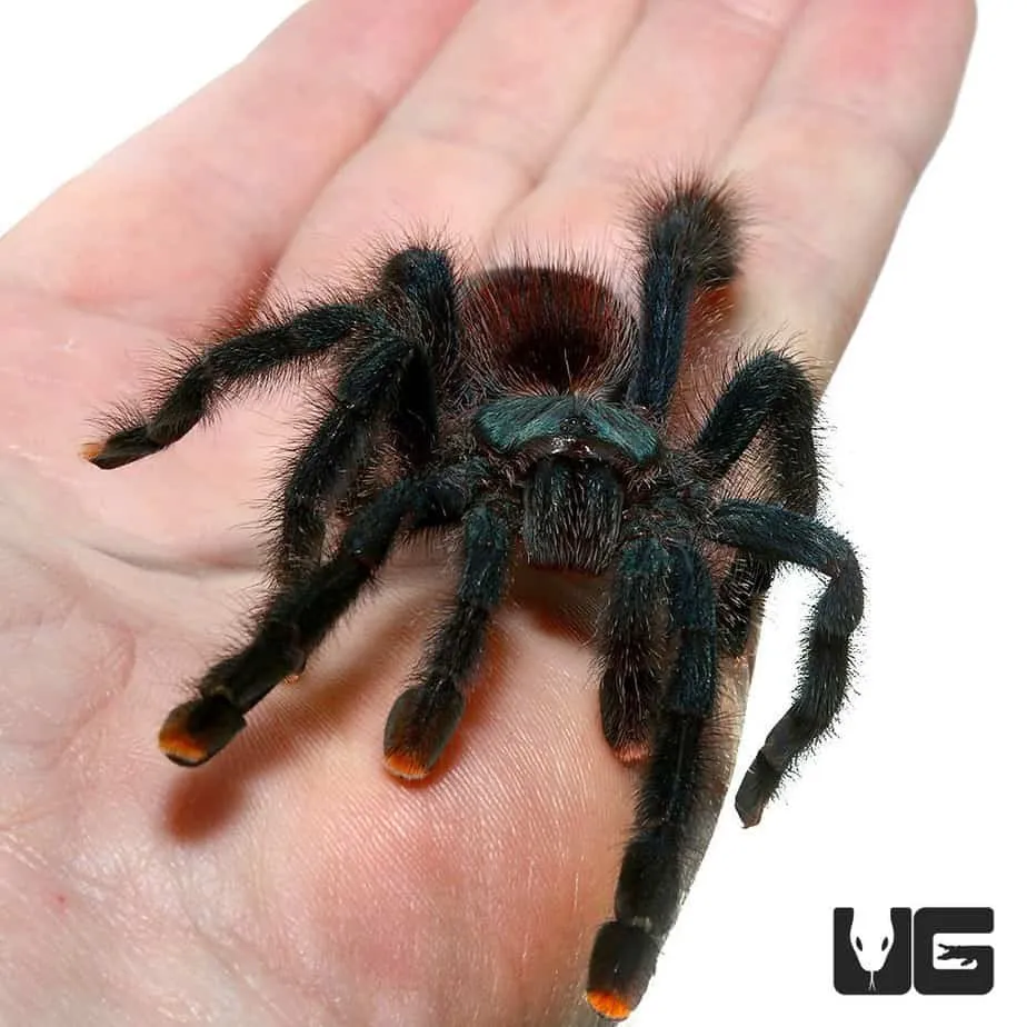 19455 feeding tarantula