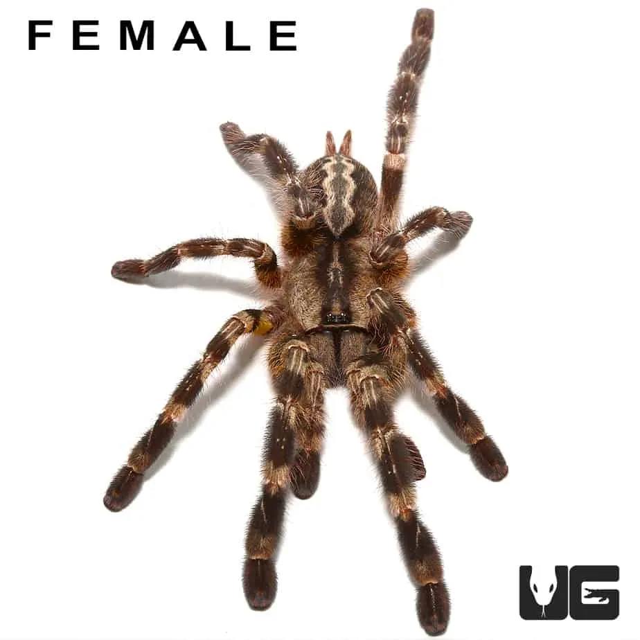 19455 mexican red knee tarantula