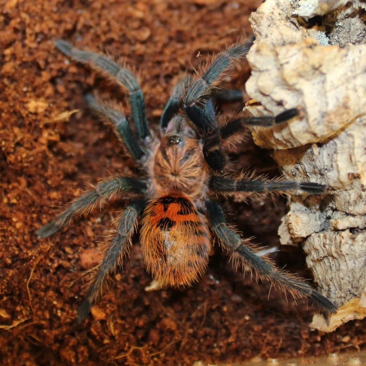 19455 online tarantula vendors
