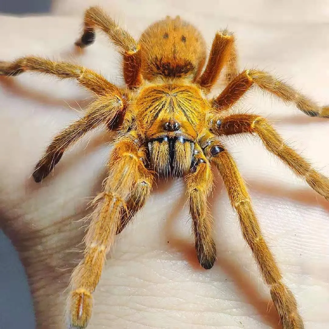 19455 rose hair tarantula