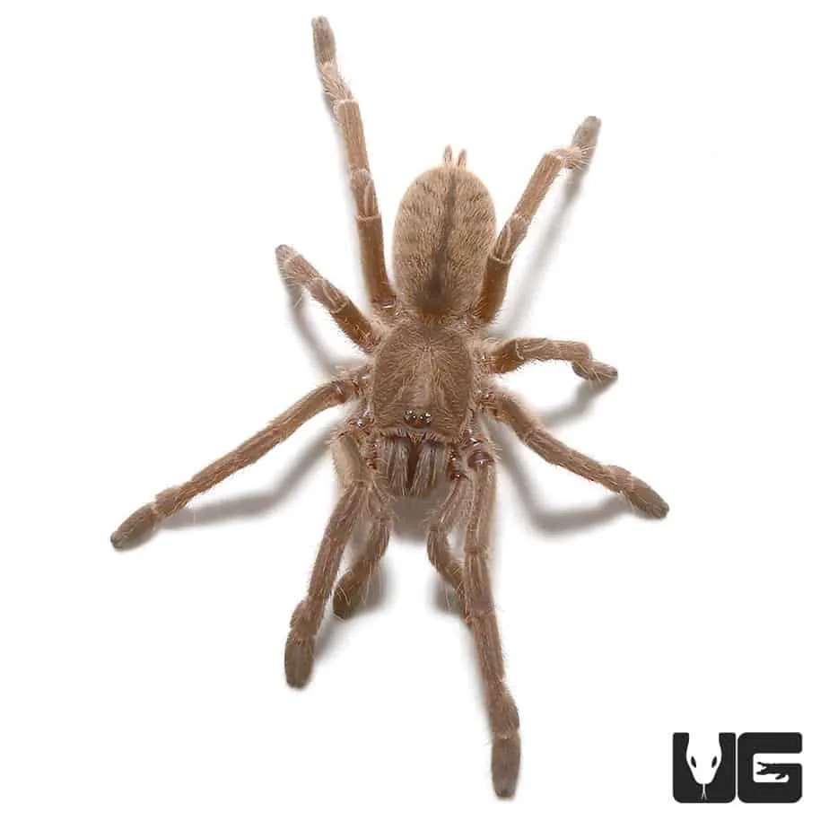 19455 tarantula habitat